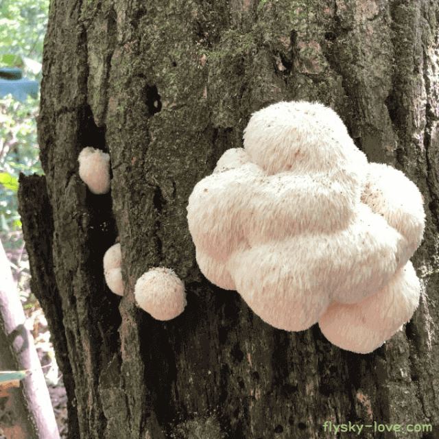 치매 예방에 효과적인 노루궁뎅이 버섯