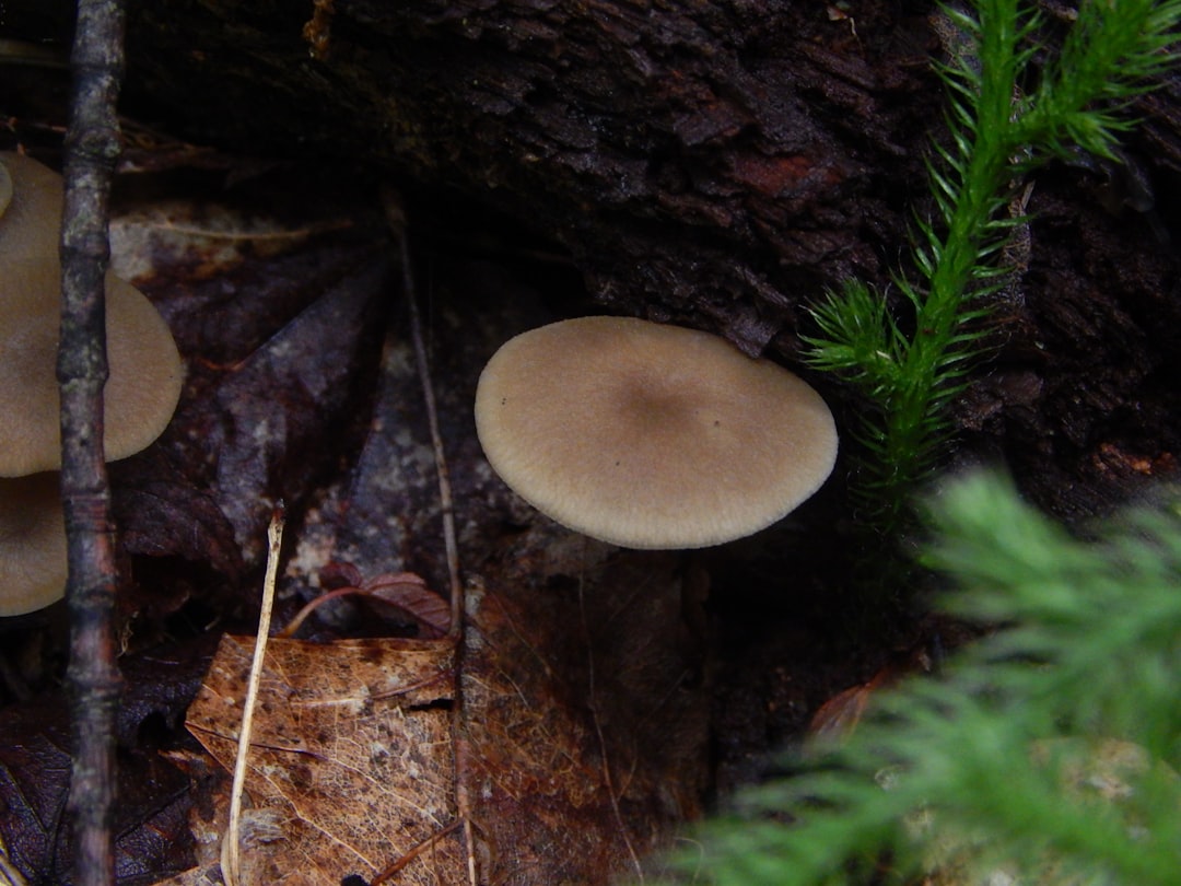 Identification