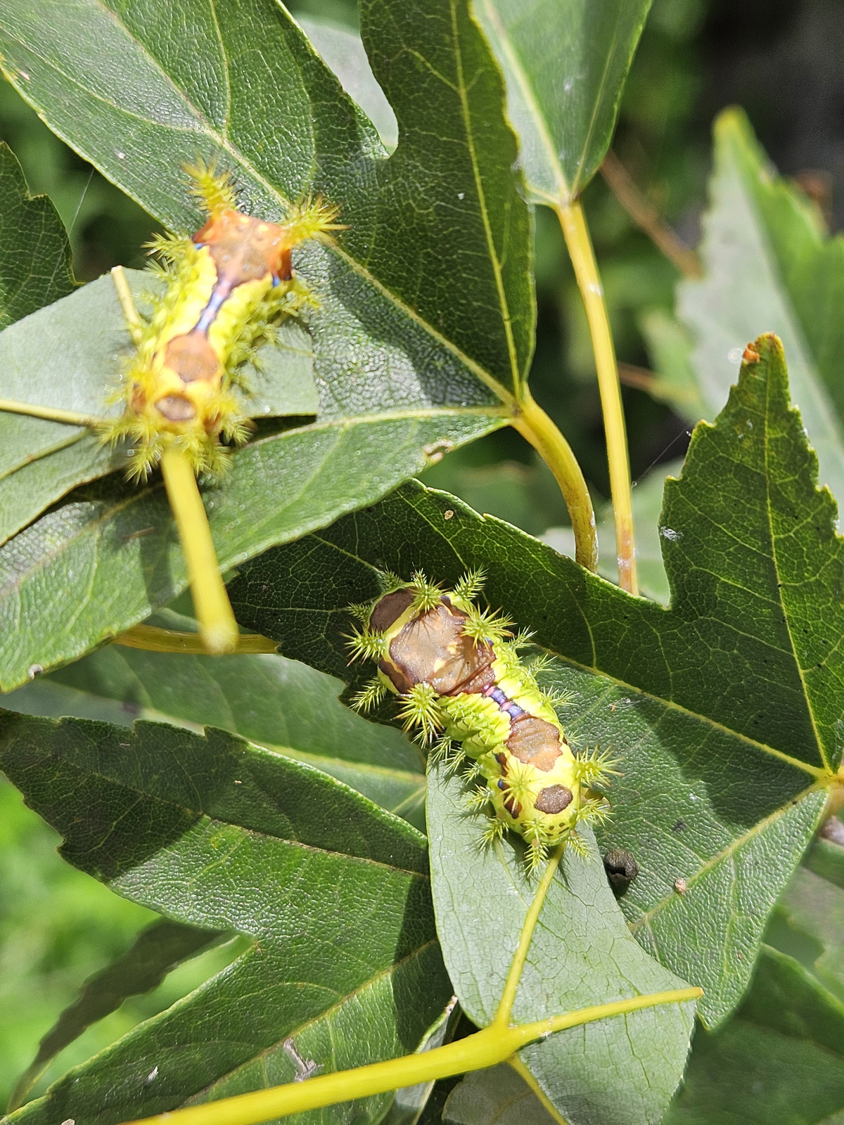 노랑쐐기나방 유충4