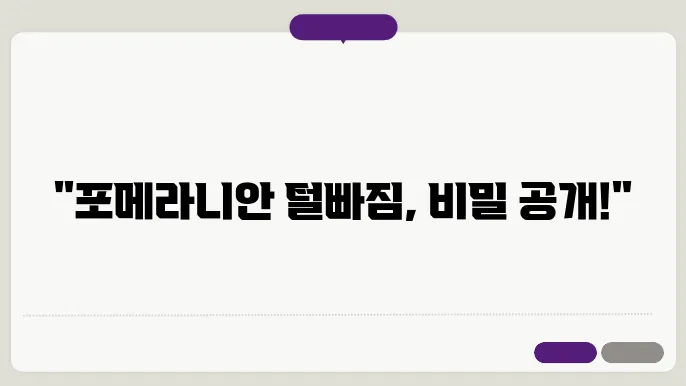 포메라니안 털빠짐 털갈이 관리 정리