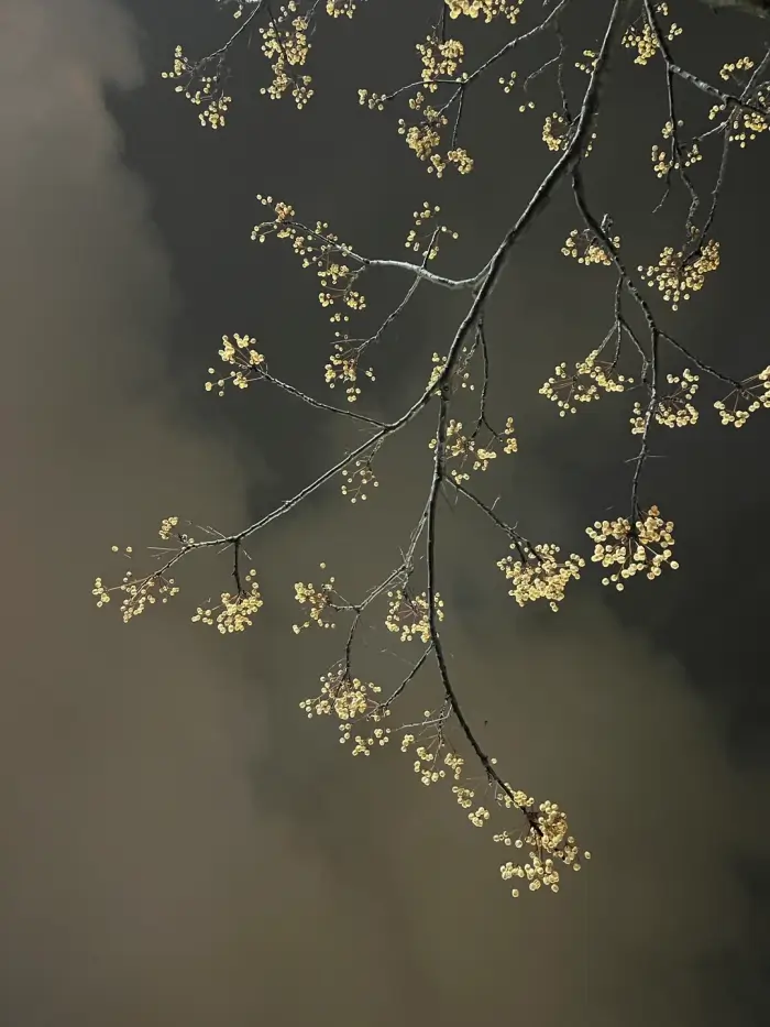오다이바에-핀-꽃