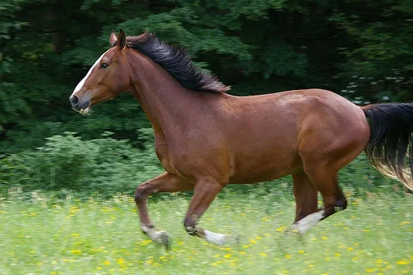말