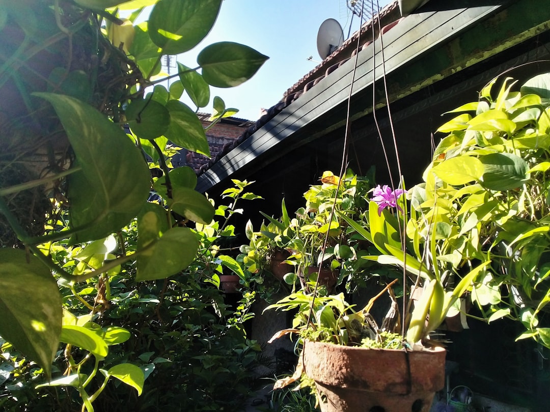 Houseplant.