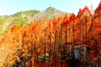 장태산 자연휴양림 가을 단풍시기 예약방법 (숨겨진 스팟)