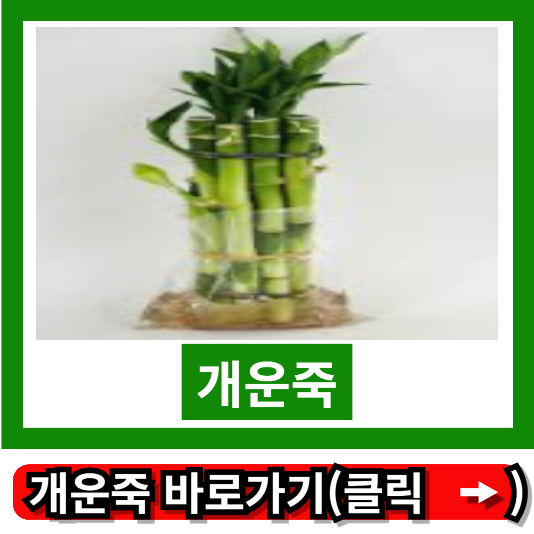개운죽