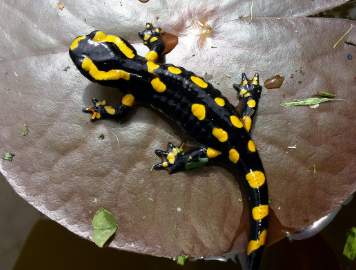 도롱뇽 vs 개구리, 양서류 선택 가이드