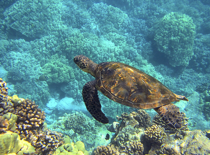 멸종 위기 동물 보호의 중요성