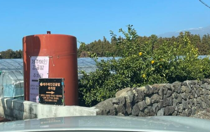 제주여행-서귀포-맛있는-귤-농장