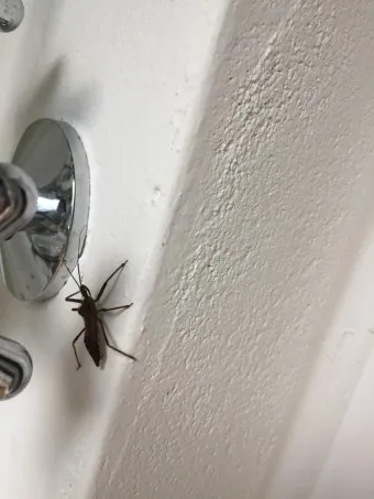 베란다 벌레 완벽 차단 방법과 여름철 실내 해충 예방 꿀팁_21