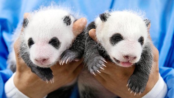 푸바오 여동생 쌍둥이