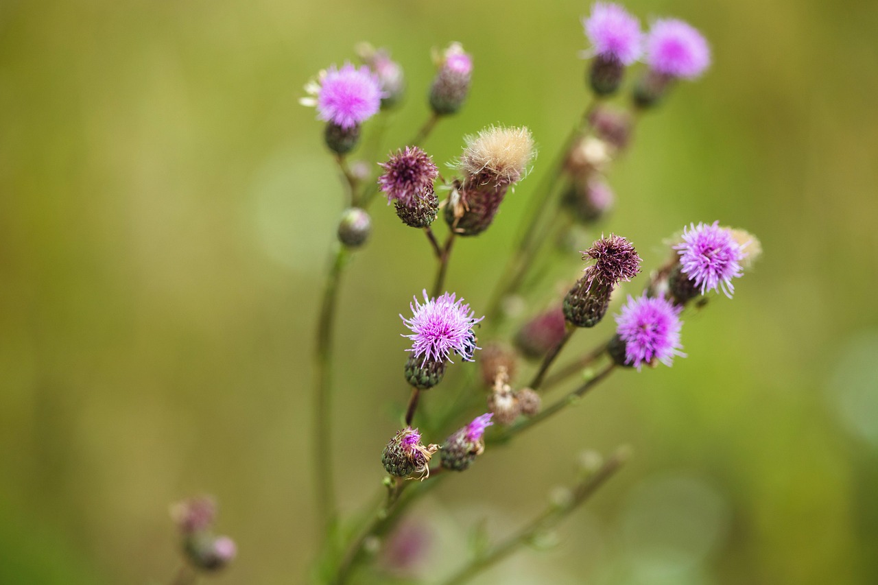 엉겅퀴 효능과 부작용, 복용방법