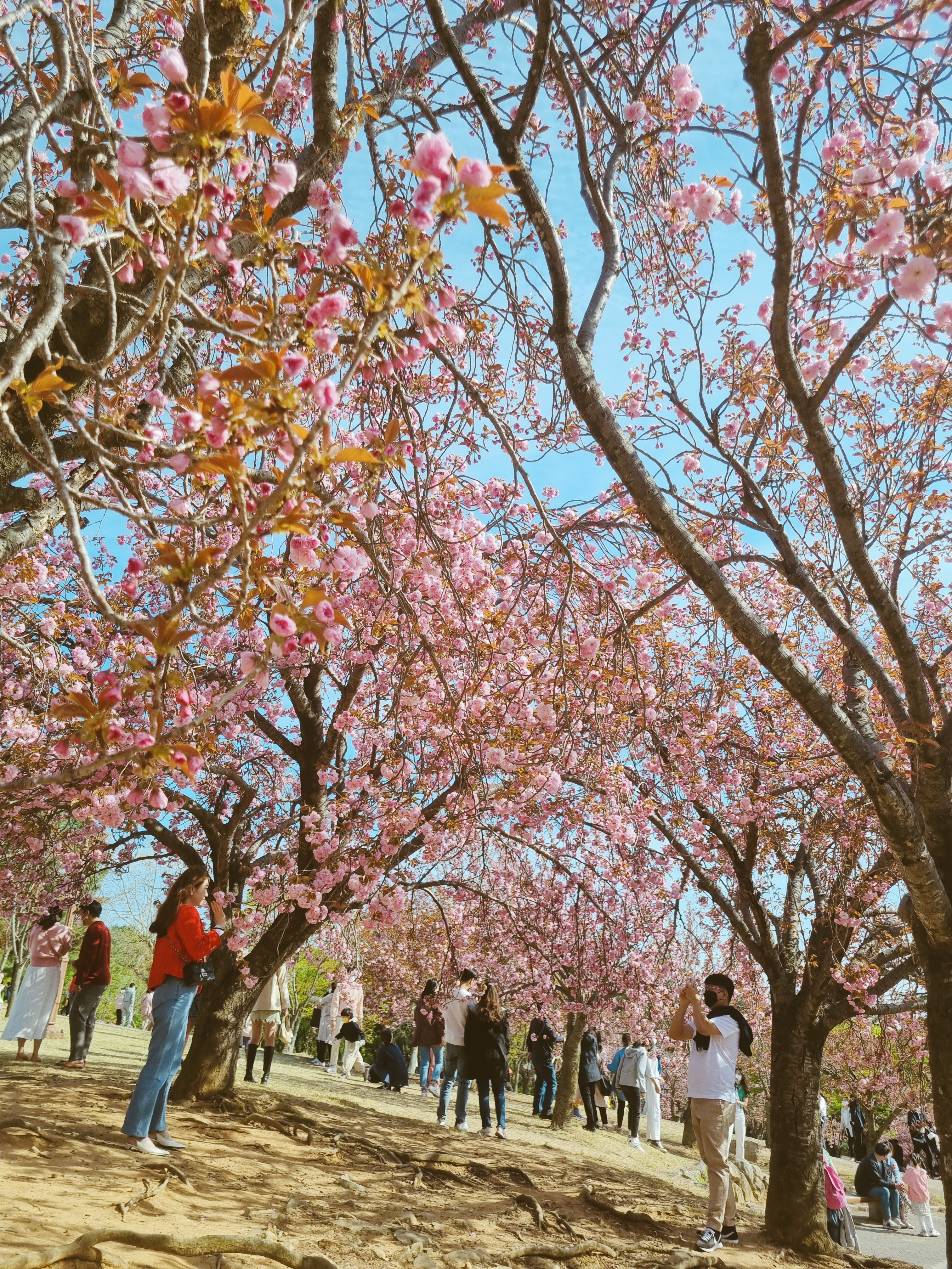 경주 불국사 겹벚꽃