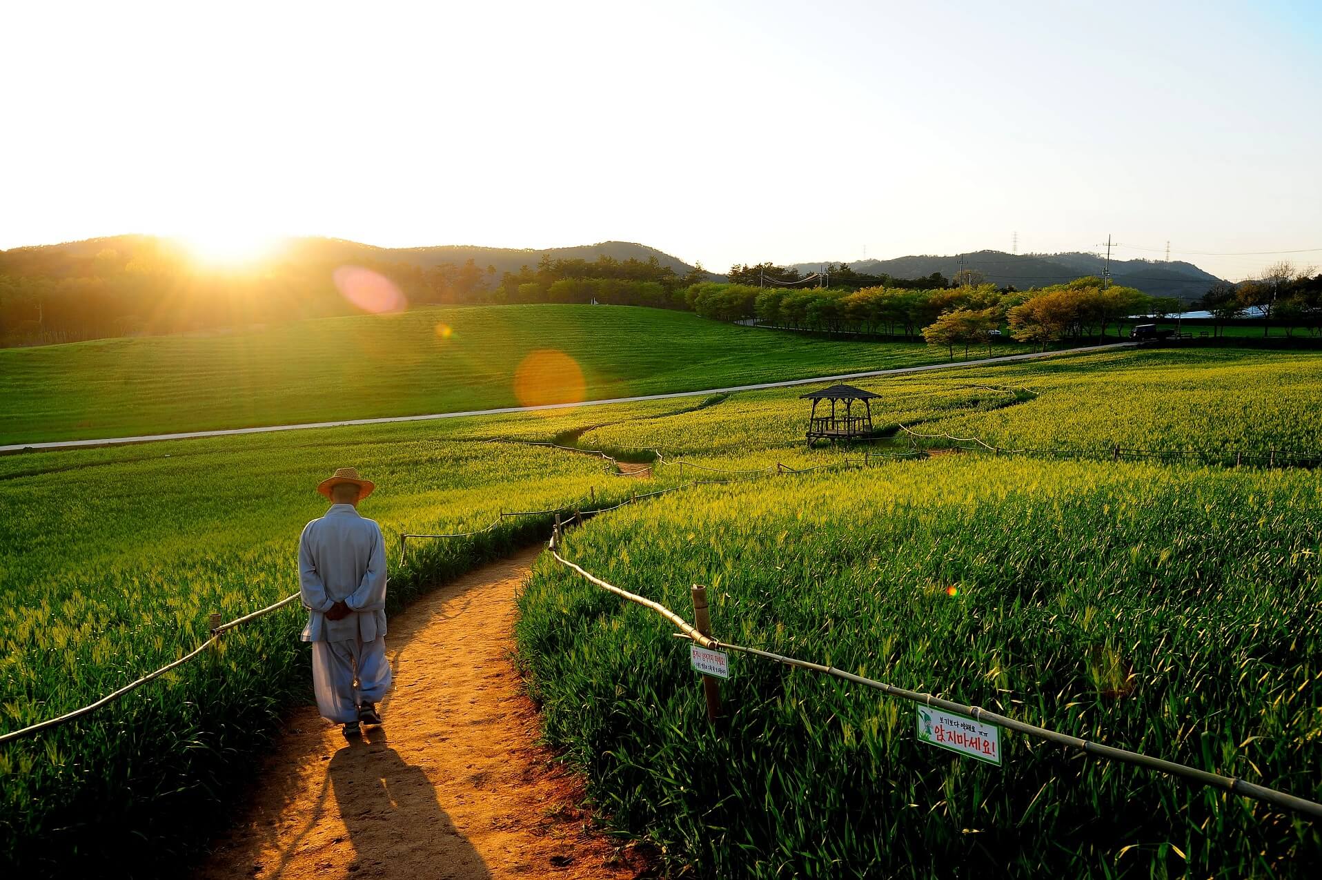 고창 청보리밭 축제