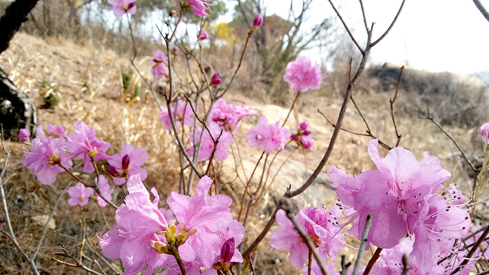 고은산의 진달래