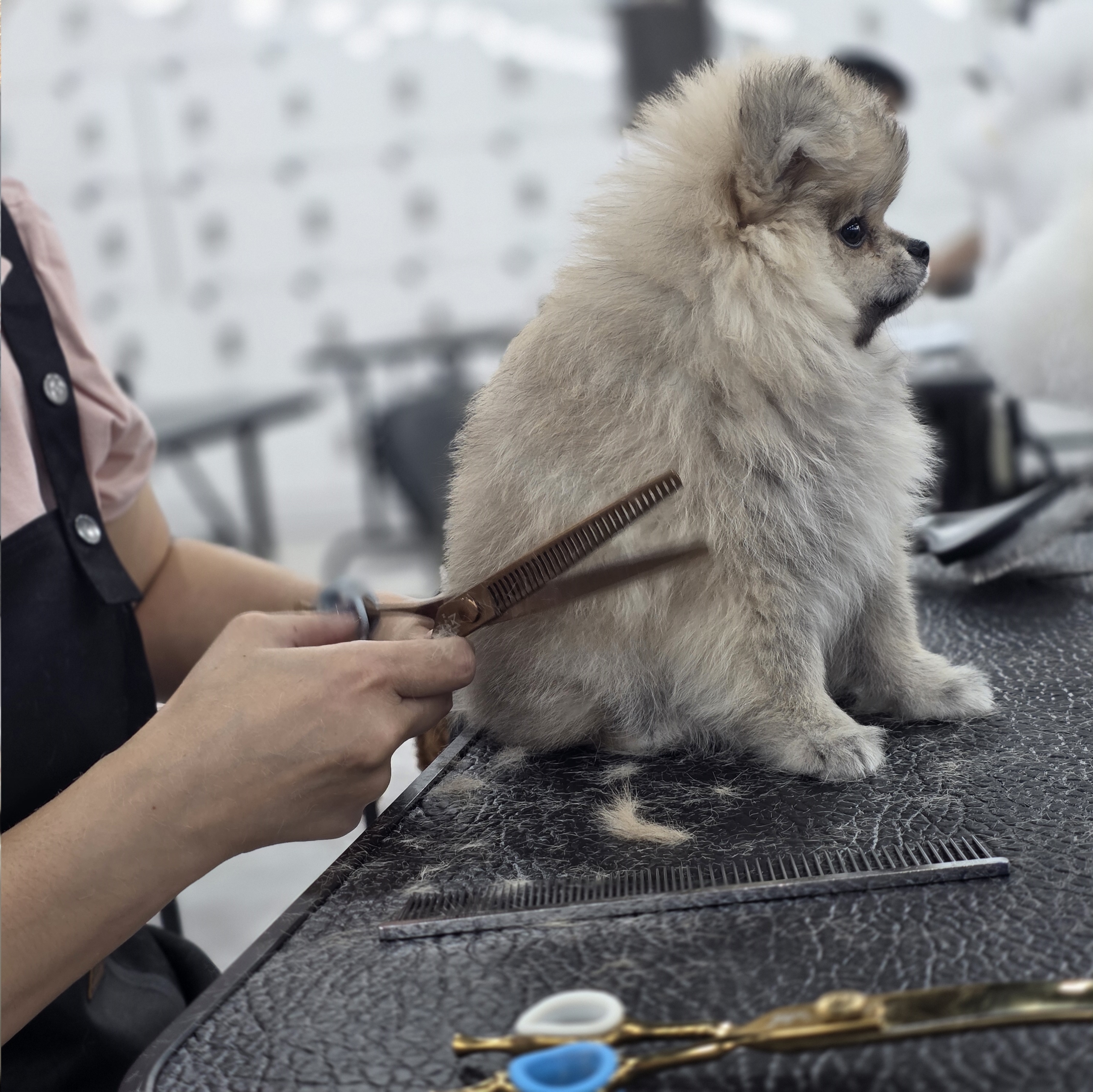 광진구애견미용학원