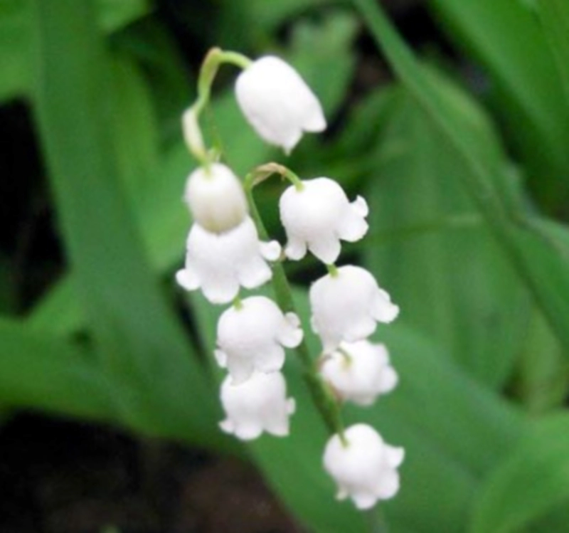 은방울꽃 집에서 키우는 방법