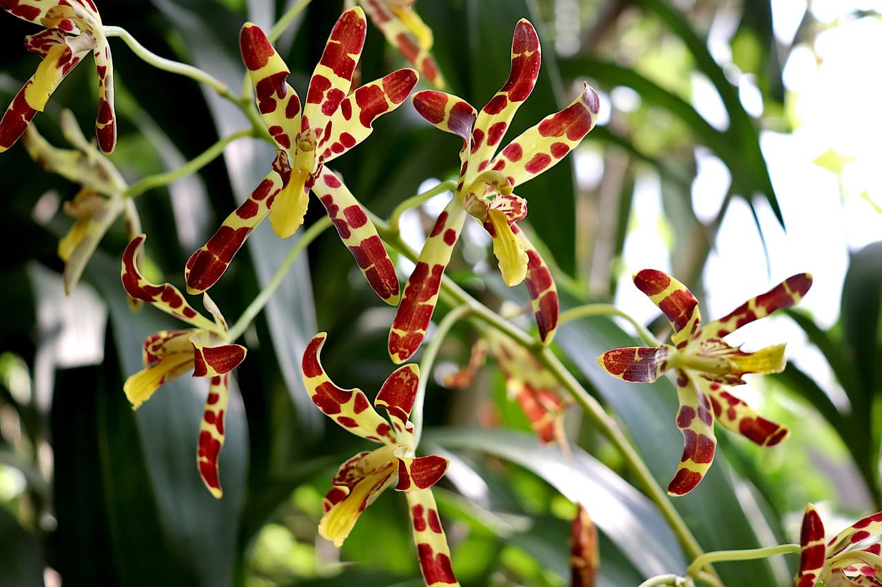 희귀식물의 향기 분석: 자연이 만든 독특한 방향성 물질