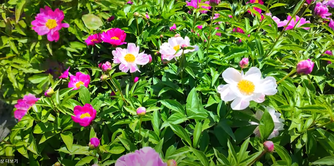 합천 핫들생태공원 작약축제 2025