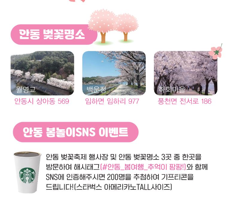 안동-벚꽃-축제