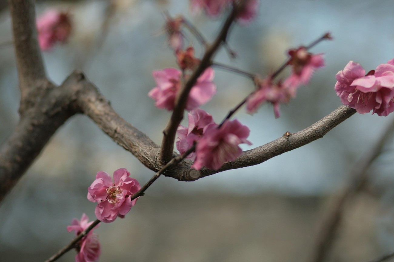 국내 여행 경남, 전남 봄꽃 여행지 맛집 명소 추천 관련 사진