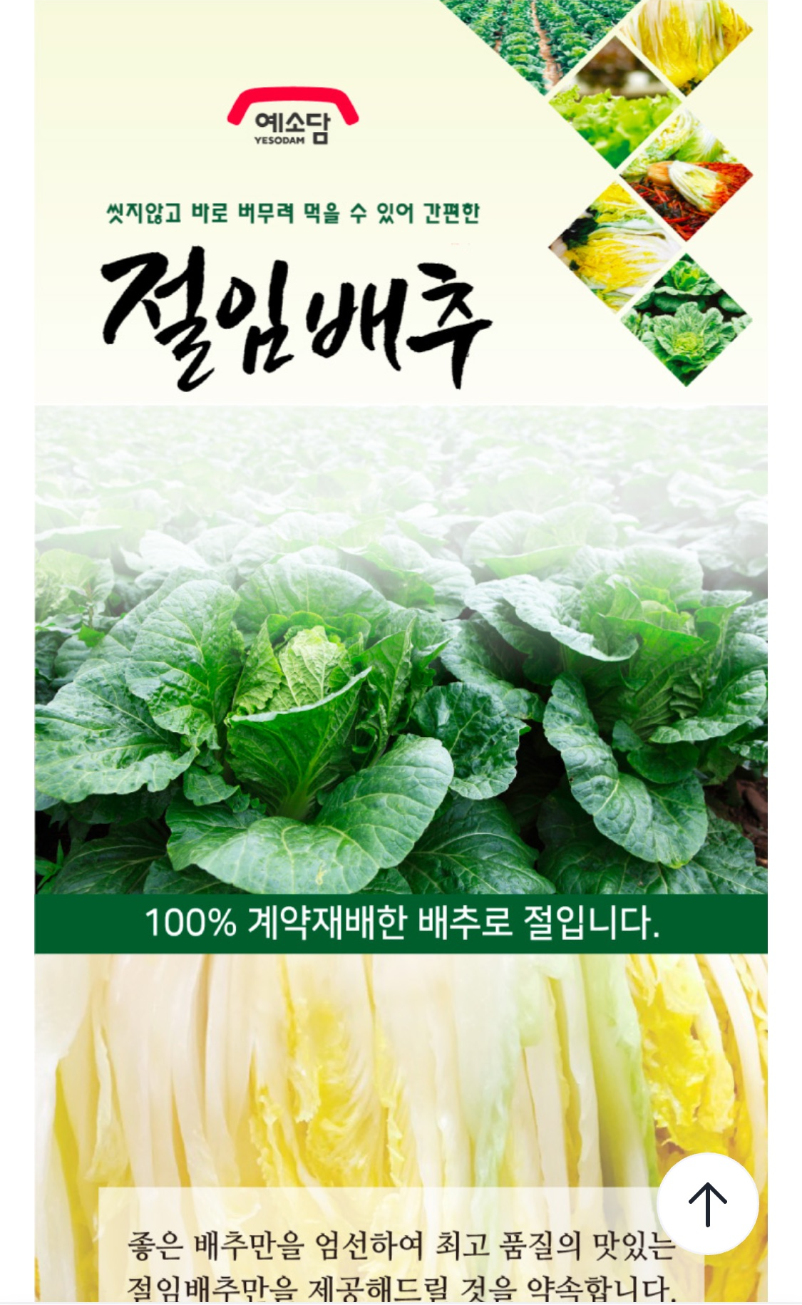 절임배추