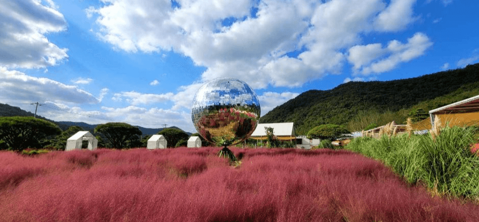 고창 핑크뮬리 축제