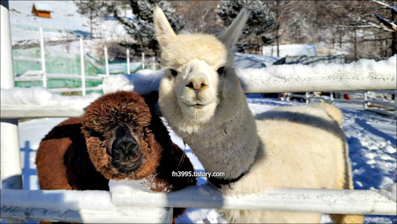 모나 용평 리조트