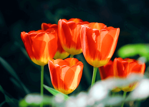 다홍색 튤립들이 가득 피어있다. 매우 아름다운 튤립이다.