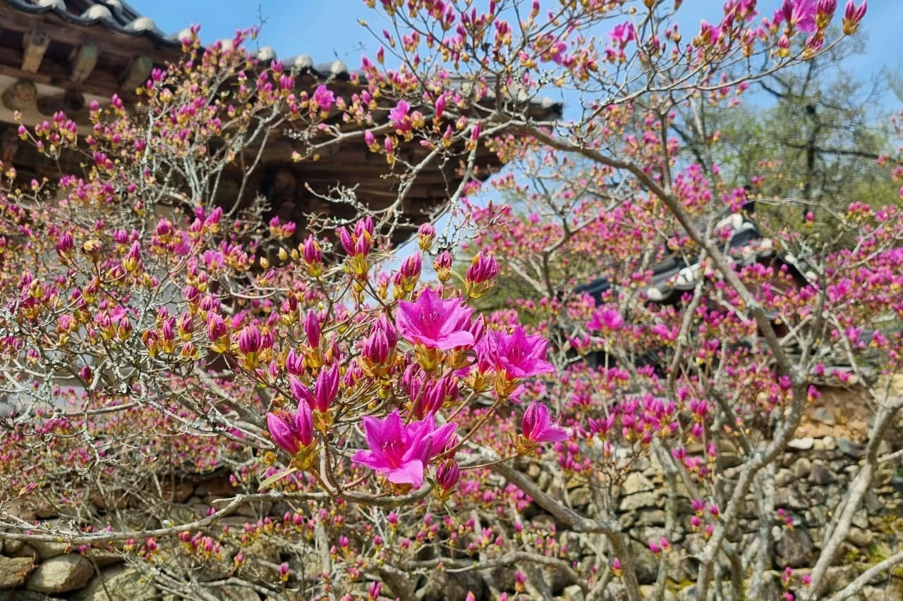 [4월 봄꽃 여행]순천 선암사❘진달래, 겹벚꽃, 홍매화, 개화시기