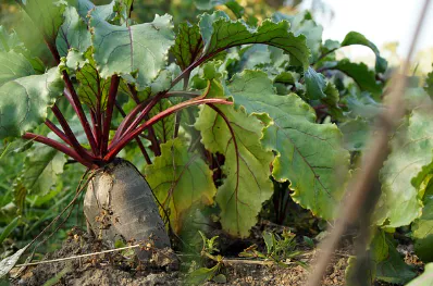 비트-먹는-방법-비트-효능-건강