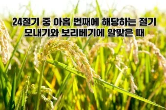 망종 절기 망종의 뜻 전통음식 매실청 담그기_19