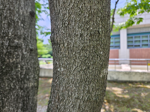 칠엽수 수피