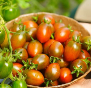 채고농장 흑방울토마토