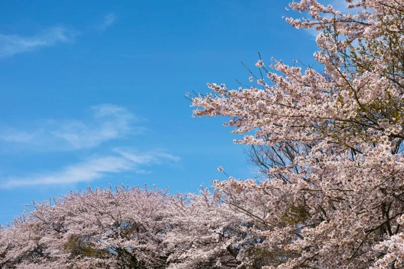청명하다 뜻 의미 유래_1
