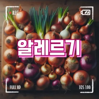 양파 먹는 방법과 양파 효능 양파 부작용 완전 가이드_14