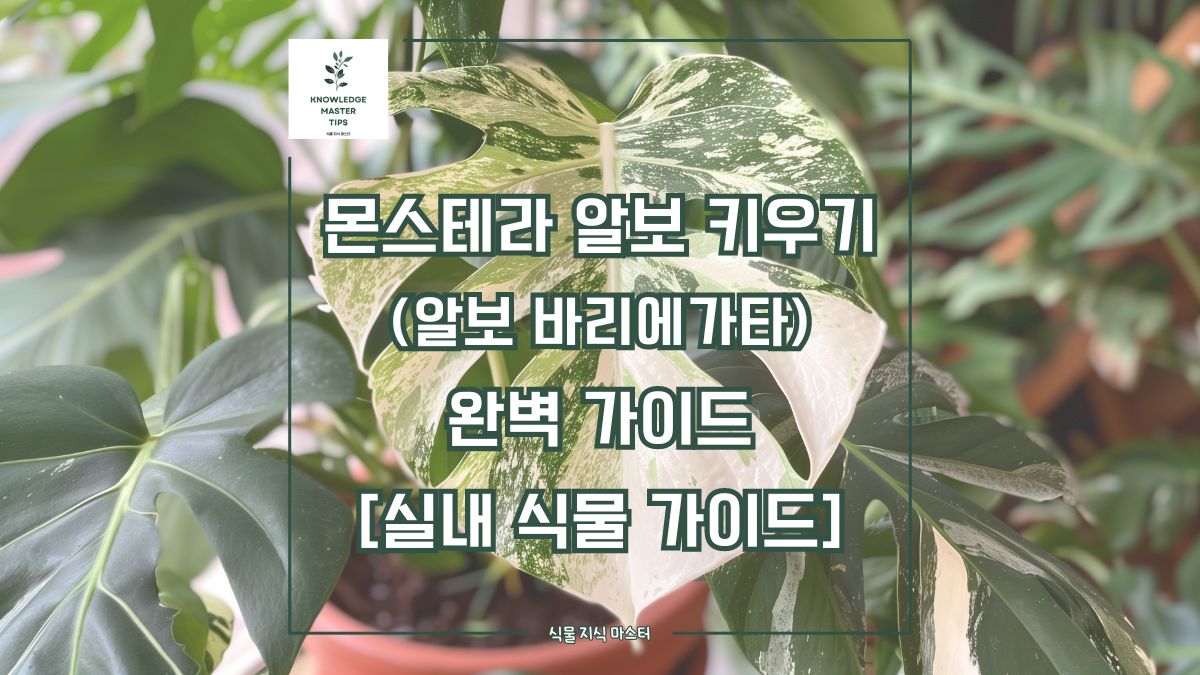 몬스테라 알보 키우기, 완벽 가이드 [실내 식물 가이드]