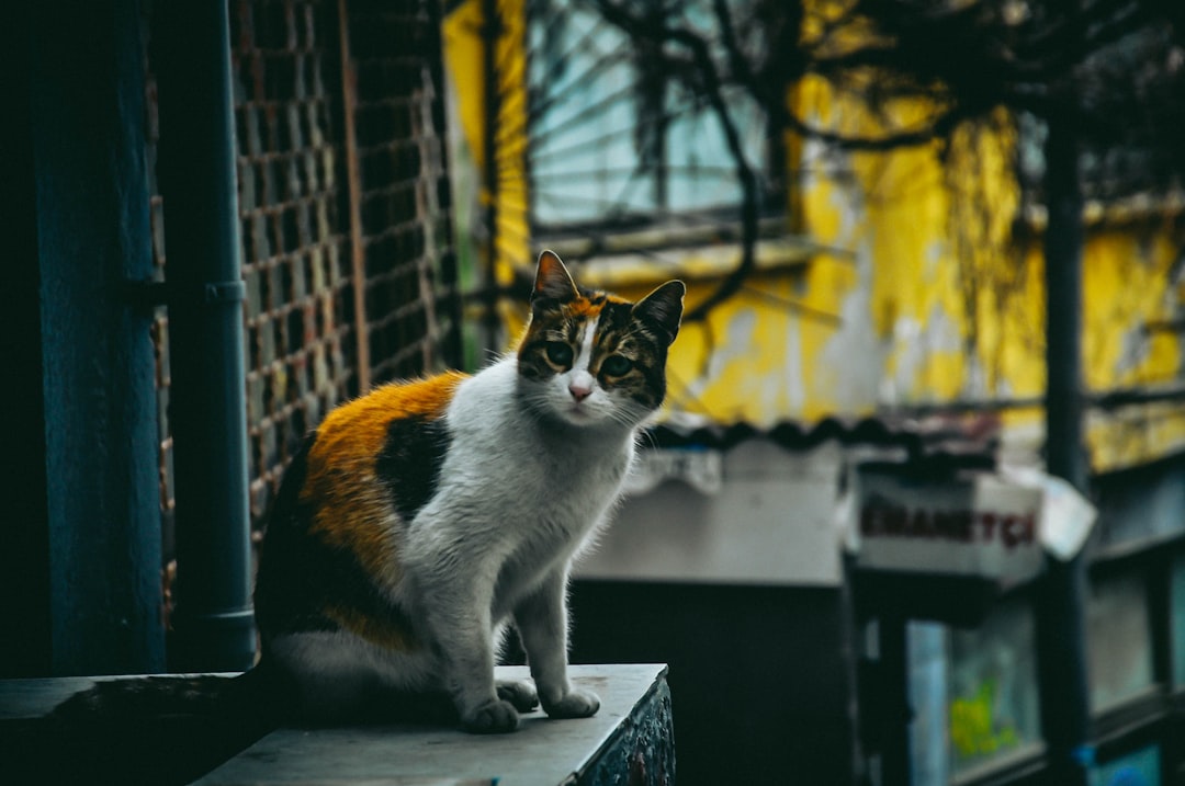 Tenant