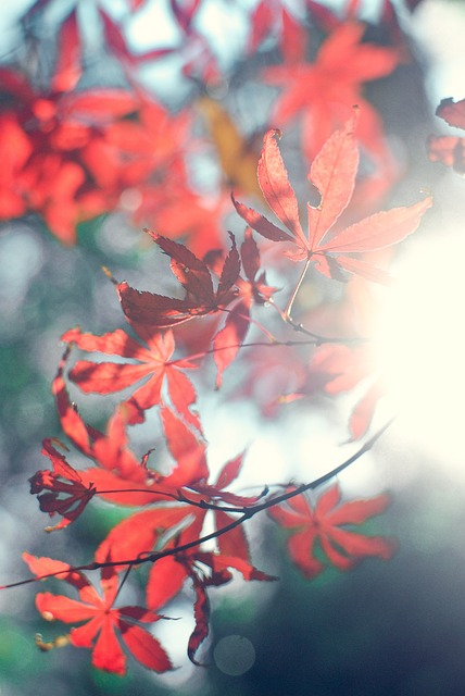 2023 단풍 절정 시기