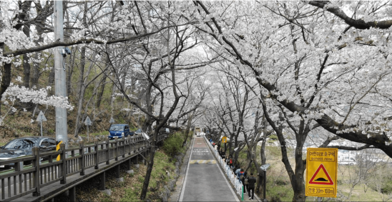 화개장터 벚꽃축제