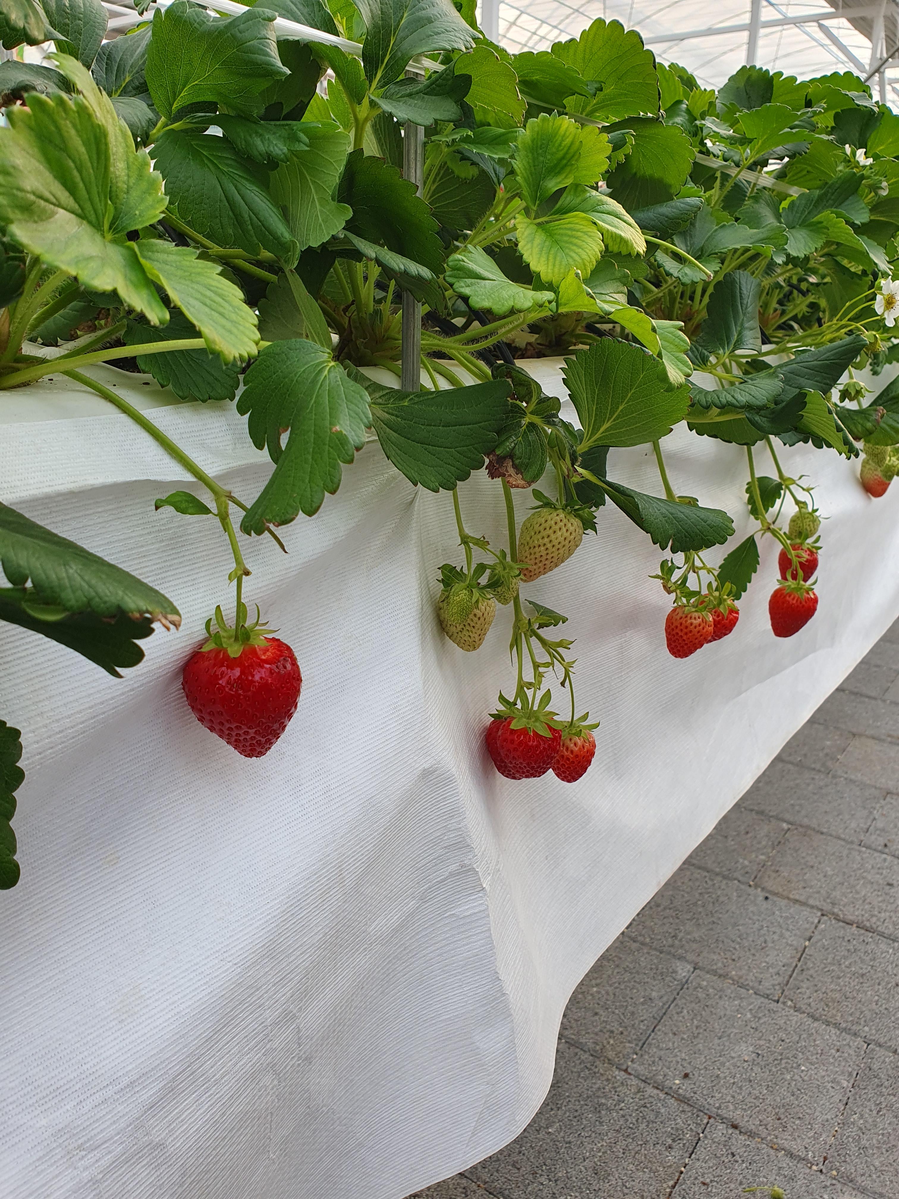 맛있어 보이는 딸기 ^^ 보기만해도 기분이 좋아 집니다.