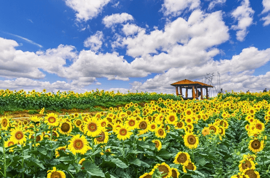 공식홈페이지바로가기