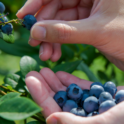 블루베리 효능과 영양성분