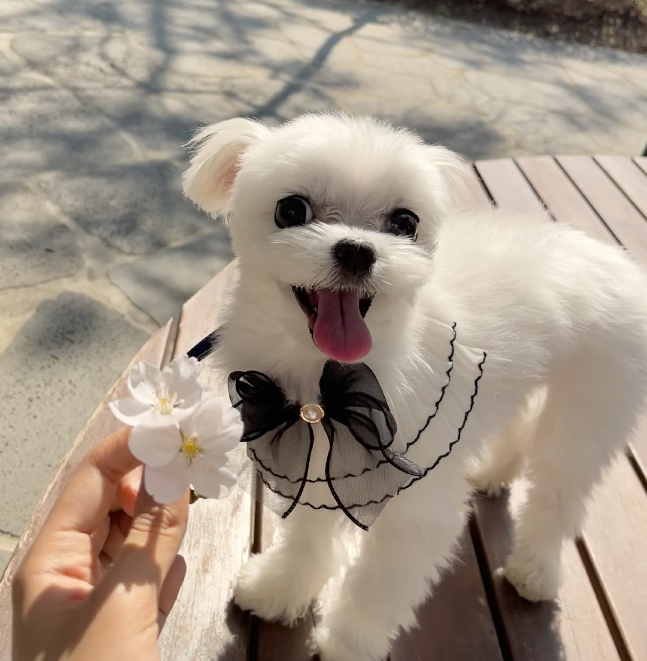 애견 유치원 선택 기준과 비용