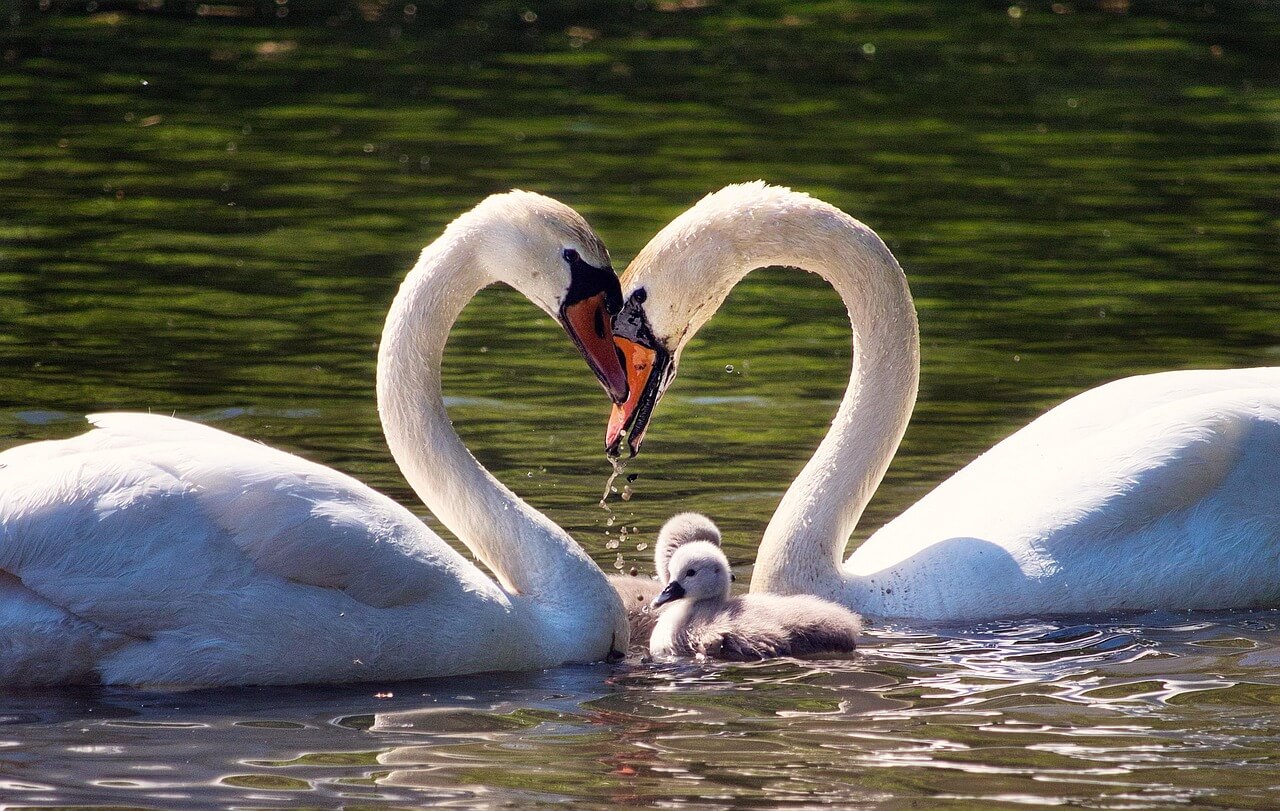 일본과 한국의 비슷한 저출산에 따른 출산장려정책