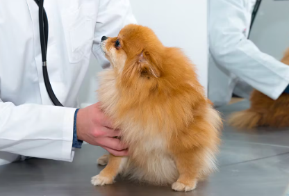 개의 '승모판 폐쇄부전증' 치료법.