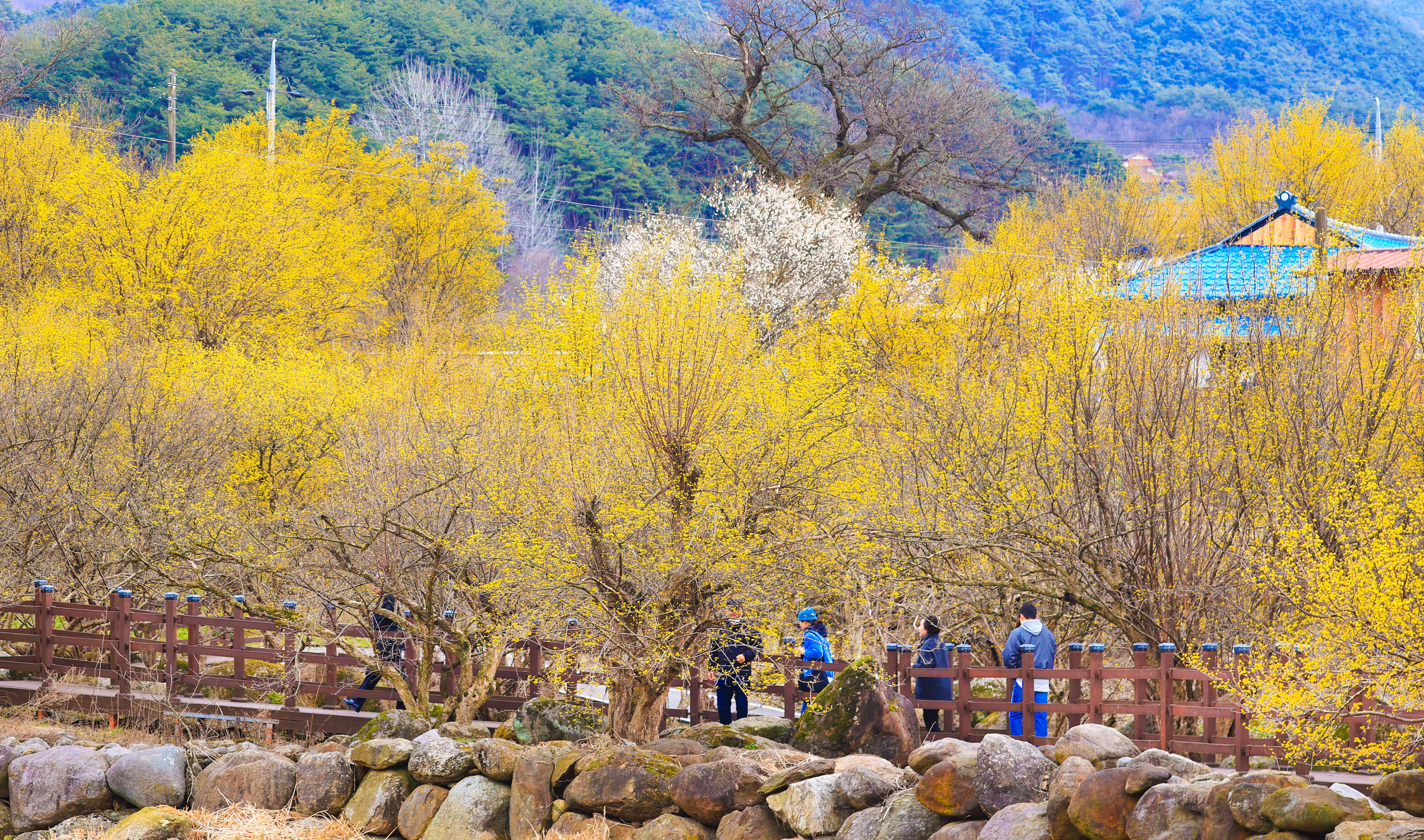 구례 산수유꽃 축제