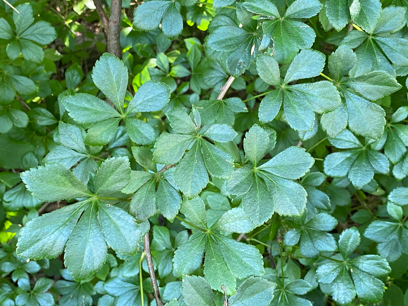 가시오갈피 잎2