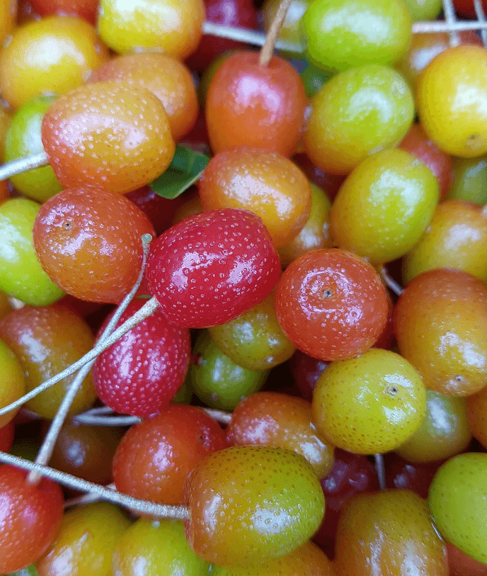 보리수 열매 사진 - 8