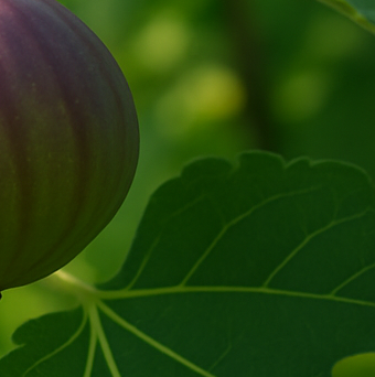 무화과 효능, 달콤한 과일이 주는 건강 선물