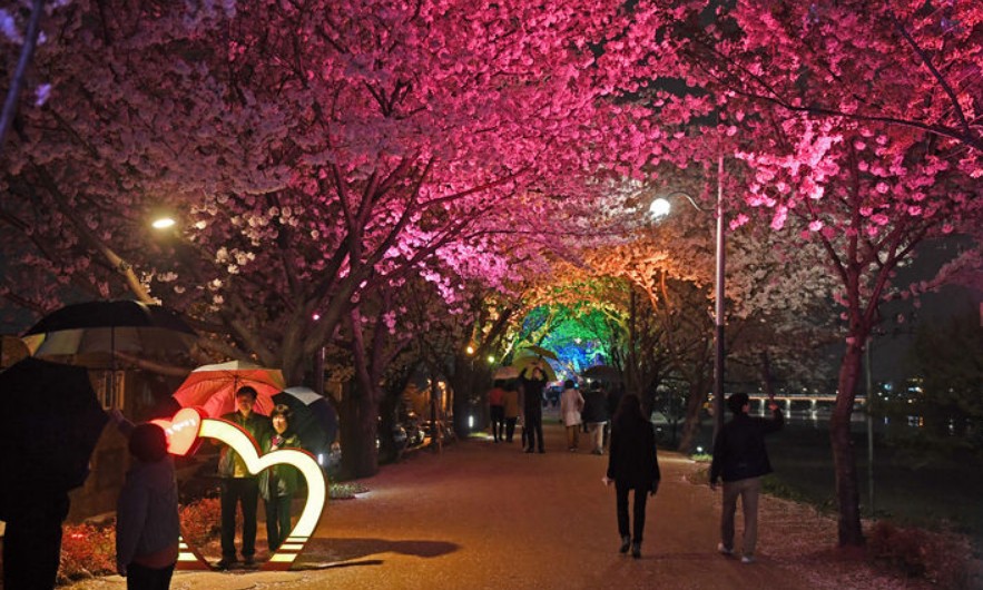 2024년 벚꽃 개화시기 벚꽃 만개시기 